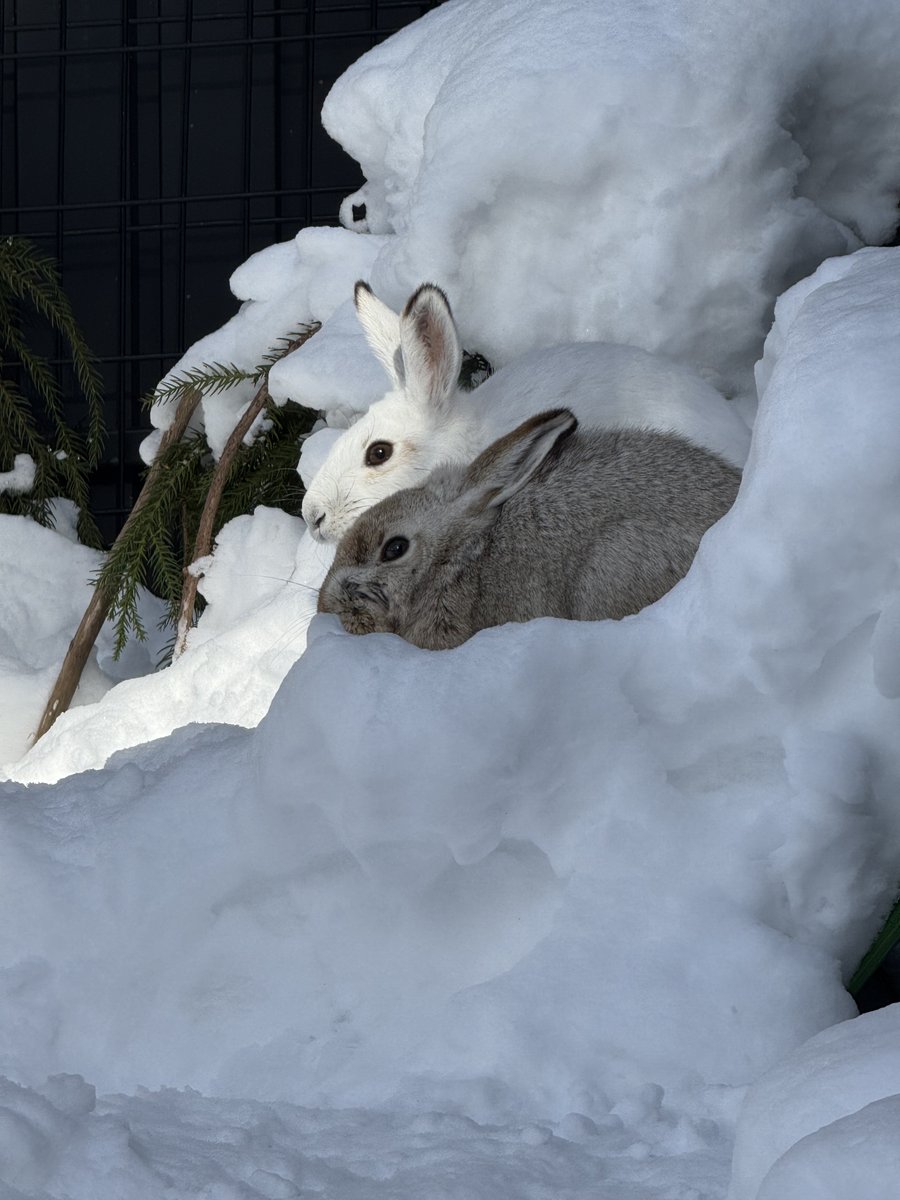 盛岡市動物公園 ZOOMO (@moriokazoo) / Posts / X