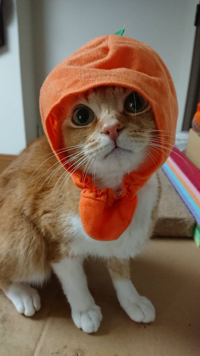 kinako_0419's tweet photo. 猫の日ということで、昔のきなこちゃん。 https://t.co/CojRDQi41u