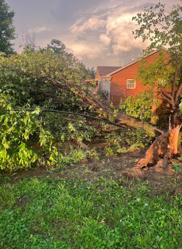 Tino's Tree Service (@tinostreeservi) / Posts / X