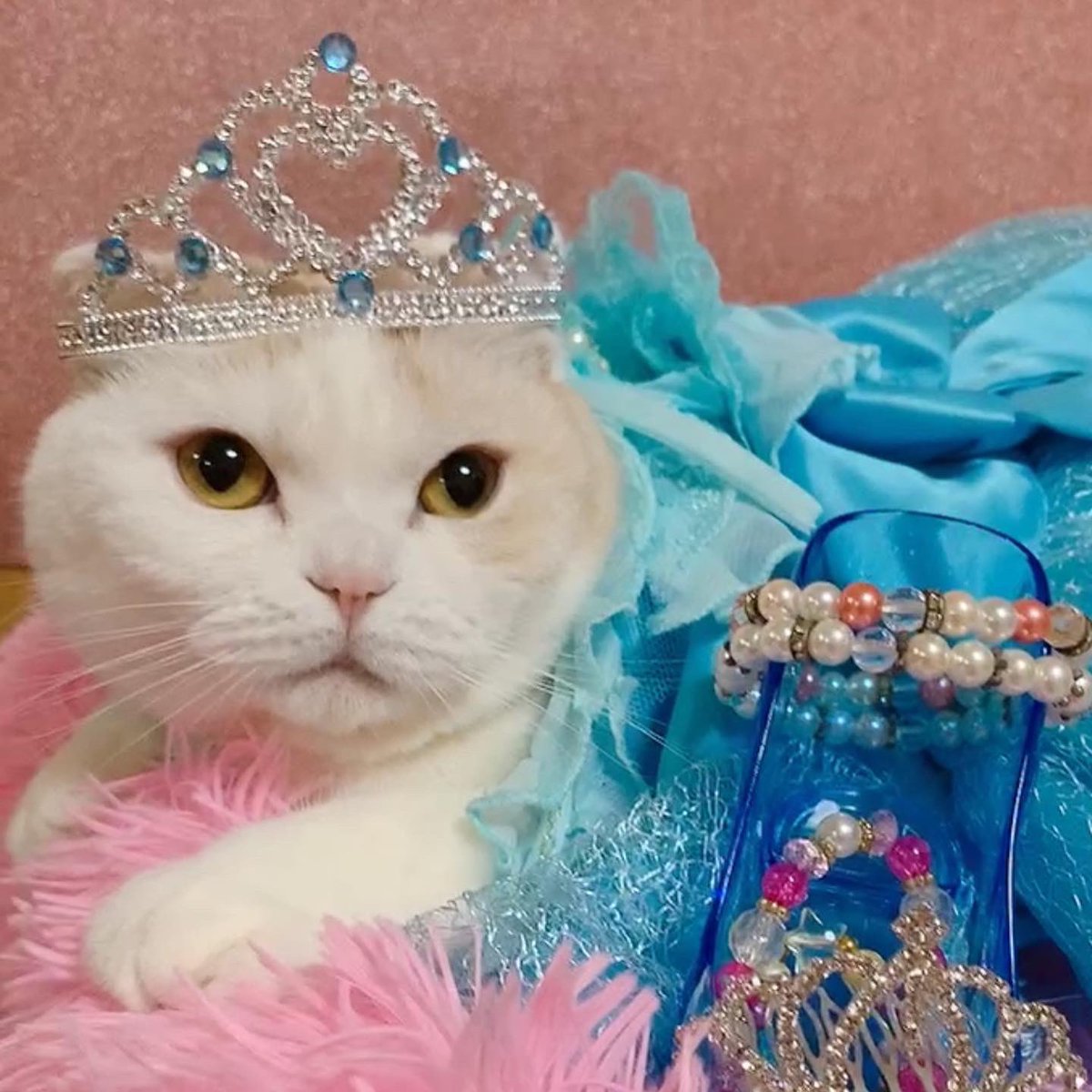 00minny's tweet photo. スコティッシュフォールドのミニーとマリーと申しますにゃ💖😽😻💖ෆ˚*
#猫フォト選手権2026 に応募しますにゃん(〃▽〃)︎💕︎💕♬.*ﾟ
浴衣💓着物👘ドレス👗の写真で応募しちゃうにゃん𐅁𐀸𐋠𛰙᭜𖫴𖫰𖫱𖫳𖫲𖫲𖫳𖫴𖫰𖫱꛰ ᭜𖫴𖫰𖫱𖫳𖫲𖫲𖫳𖫴𖫰𖫱꛰ީᩝ𛰚っ ≡ ♡🎉✨✨✨ https://t.co/pi6nSim0SA