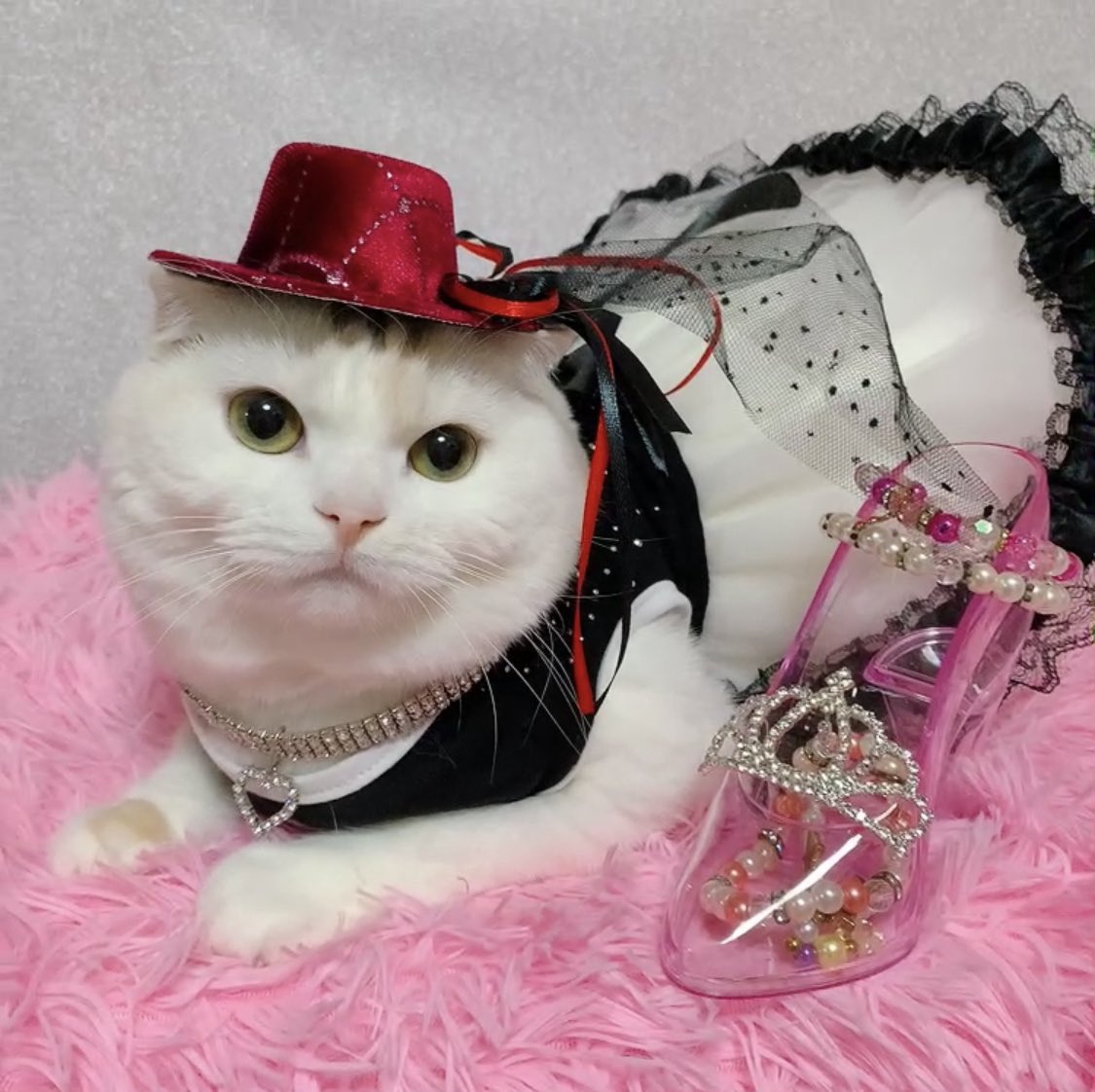 00minny's tweet photo. スコティッシュフォールドのミニーとマリーと申しますにゃ💖😽😻💖ෆ˚*
#猫フォト選手権2026 に応募しますにゃん(〃▽〃)︎💕︎💕♬.*ﾟ
浴衣💓着物👘ドレス👗の写真で応募しちゃうにゃん𐅁𐀸𐋠𛰙᭜𖫴𖫰𖫱𖫳𖫲𖫲𖫳𖫴𖫰𖫱꛰ ᭜𖫴𖫰𖫱𖫳𖫲𖫲𖫳𖫴𖫰𖫱꛰ީᩝ𛰚っ ≡ ♡🎉✨✨✨ https://t.co/pi6nSim0SA