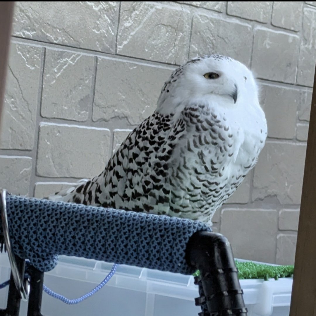 お外の空気🦉✨️