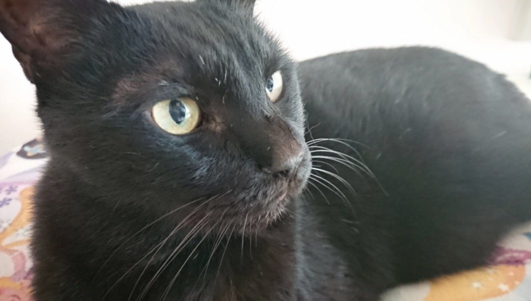 うちのにゃーたちにも会いたいめぅ。