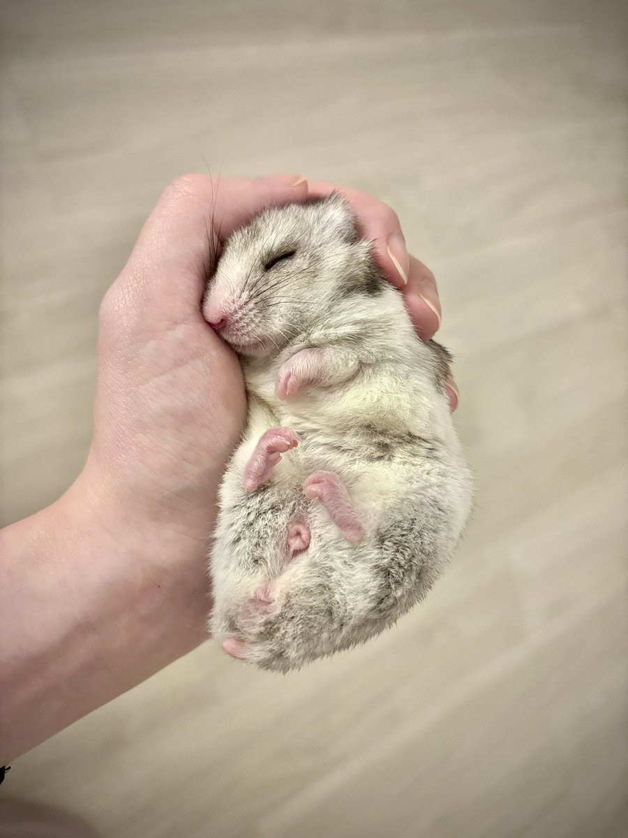 Fuwa_Mof_mochi's tweet image. こちらはうちの家宝になります