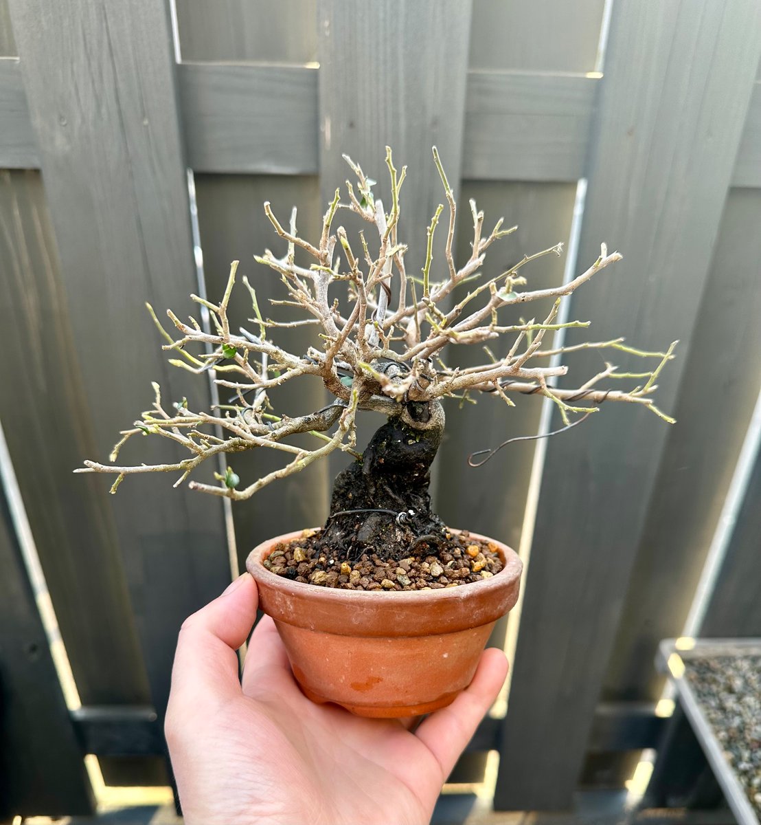 いくつか植え替え