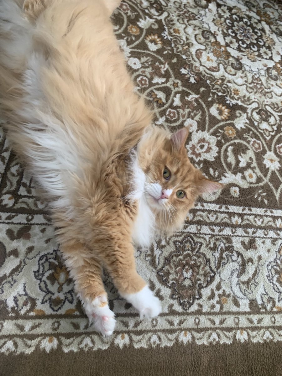 猫の日なので猫欲しいです 猫の画像ください これはむちゅみ家の