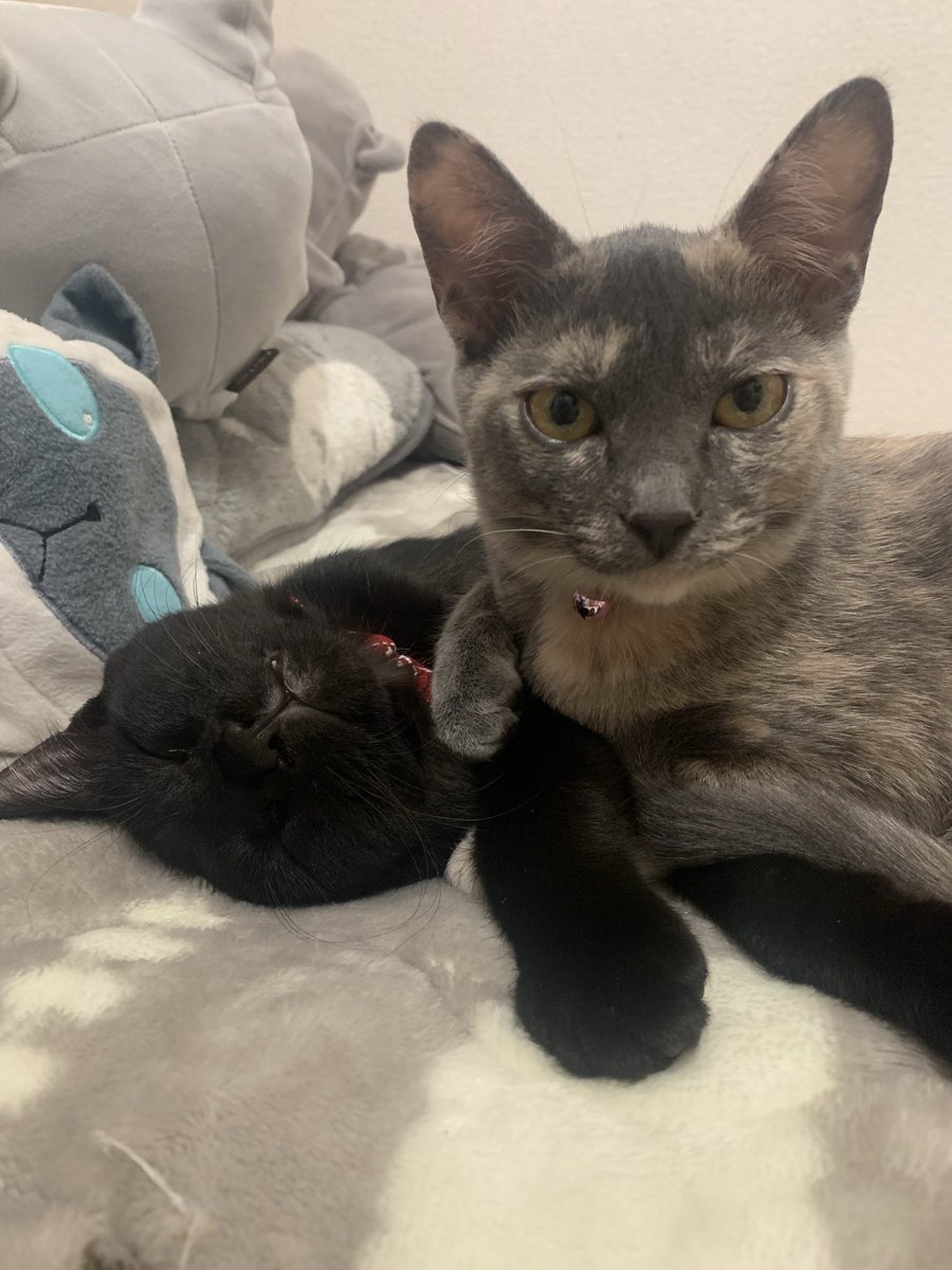 猫の日なので猫欲しいです 猫の画像ください これはむちゅみ家の