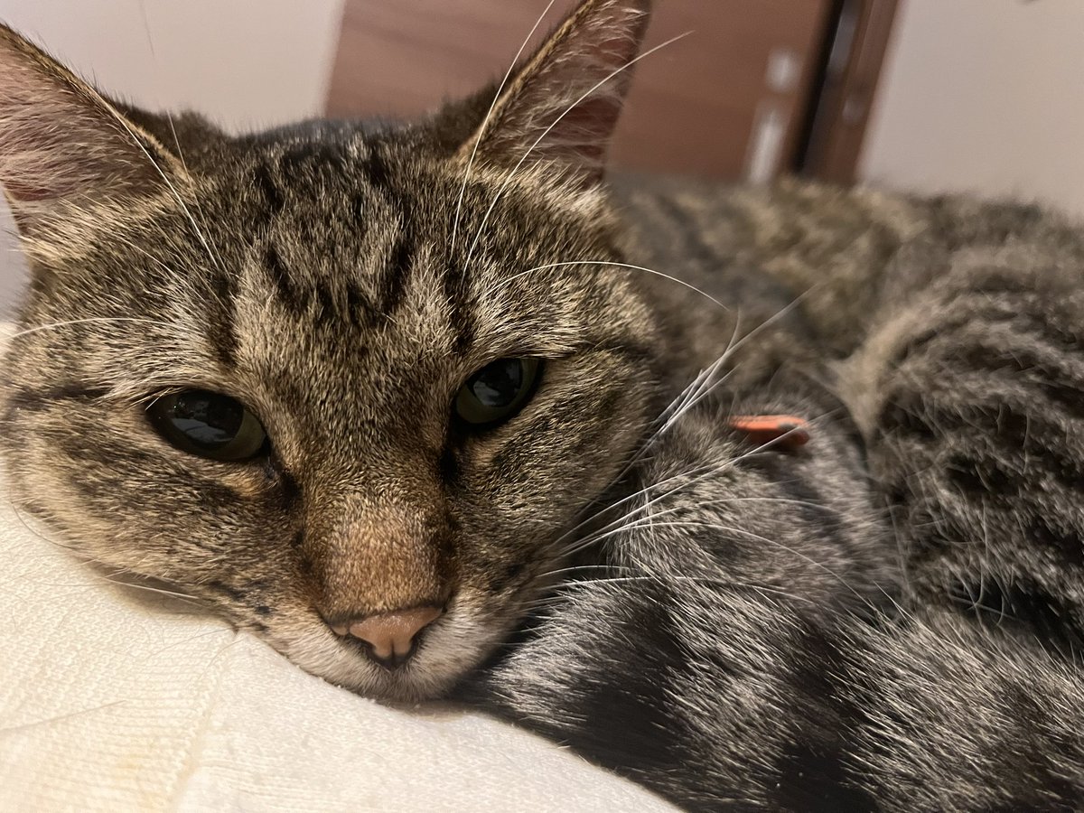 ネッコの日！ みんな可愛いけど、やっぱりうちの子が1番だよね