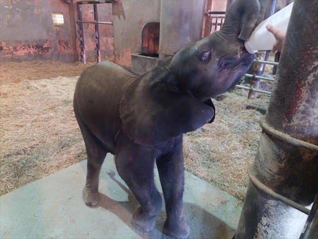 アフリカゾウ (@OShX5VLgjS21166) / Posts / X