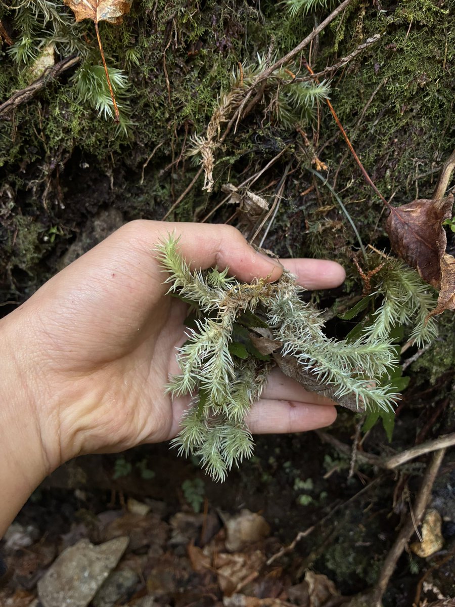 オカピー tweet media