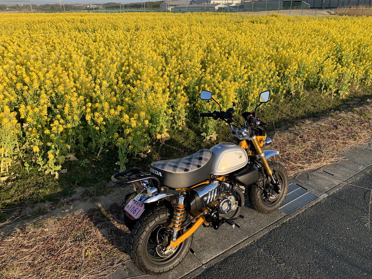 良い処見つけた💛

＃菜の花畑
＃モンキー125