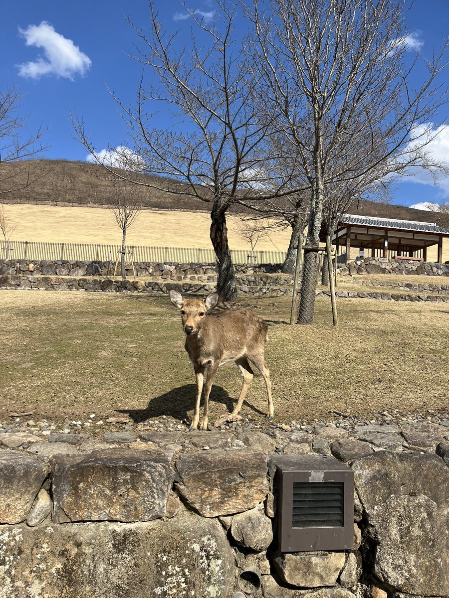 mocchi531's tweet photo. ぼっち奈良公園④
山焼き後で閉鎖中の若草山の前を通って春日大社へ⛩️
お隣の芸能上達の神様も参拝して「推しの皆さんが元気でいっぱいライブ行けますように」とお願いして来た！
ちょっと拡大解釈😓」
帰りはレンタサイクルで春日大社から猿沢池までダウンヒル！
渋滞の横を抜けて15分かからなかった https://t.co/qmT0wN4MrO