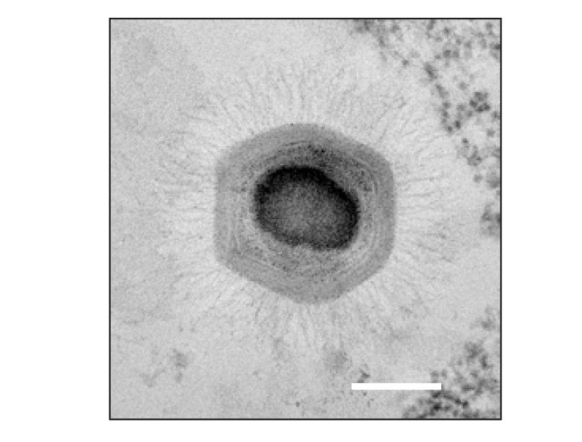 Semih Tareen tweet media