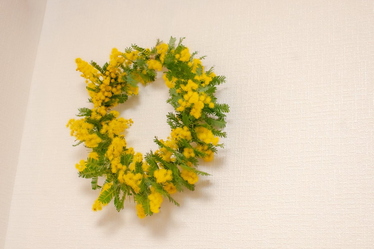 自転車で散歩に行ったらとってもきれないミモザの木を発見💡 キレイだ