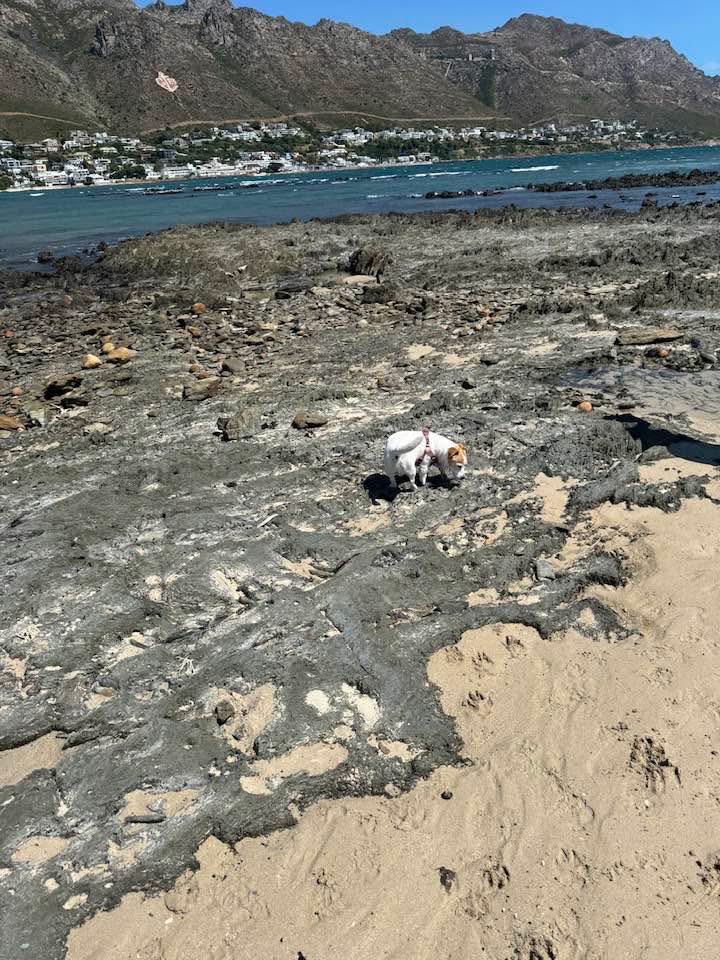 Alfonso Niemand tweet media