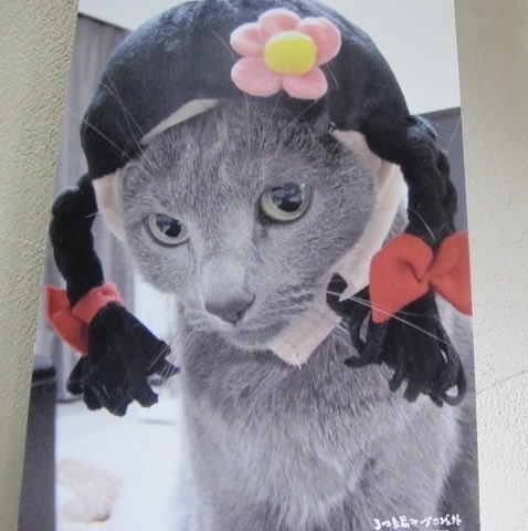 #猫の日
おさげ猫…
