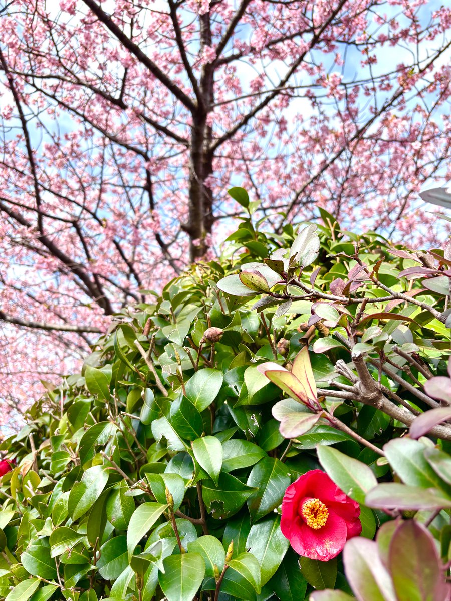 ミケ (@m30397063i) / Posts / X