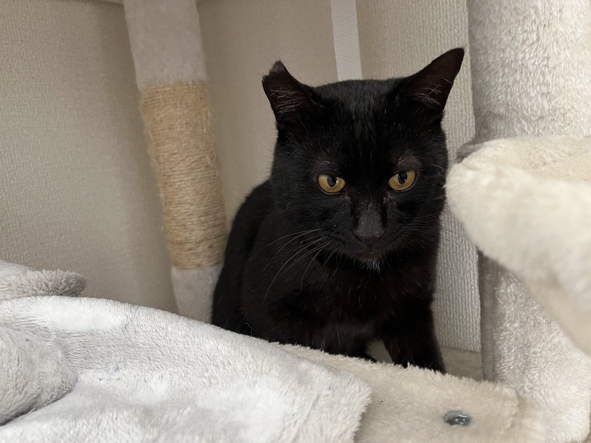 にゃんにゃんにゃんず