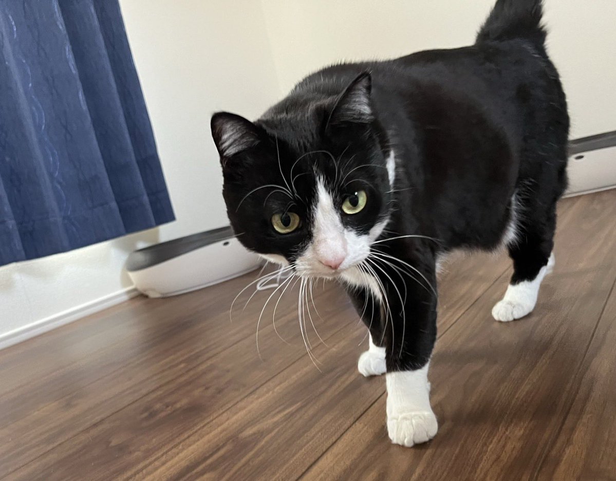 にゃんにゃんにゃんず