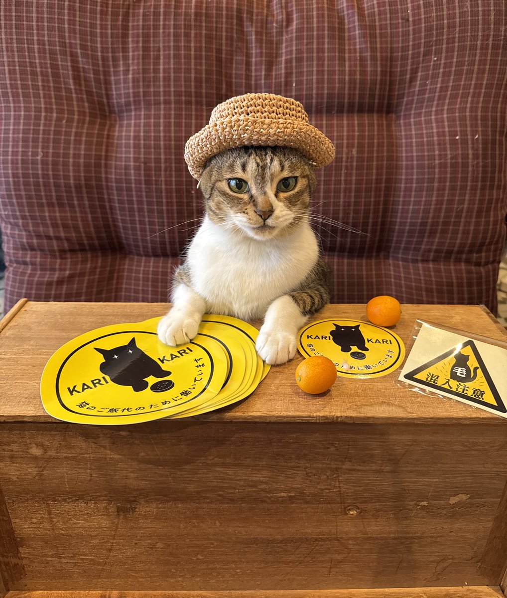 ココニャ@猫写真集、発売中！ (@kokonananya) / Posts / X