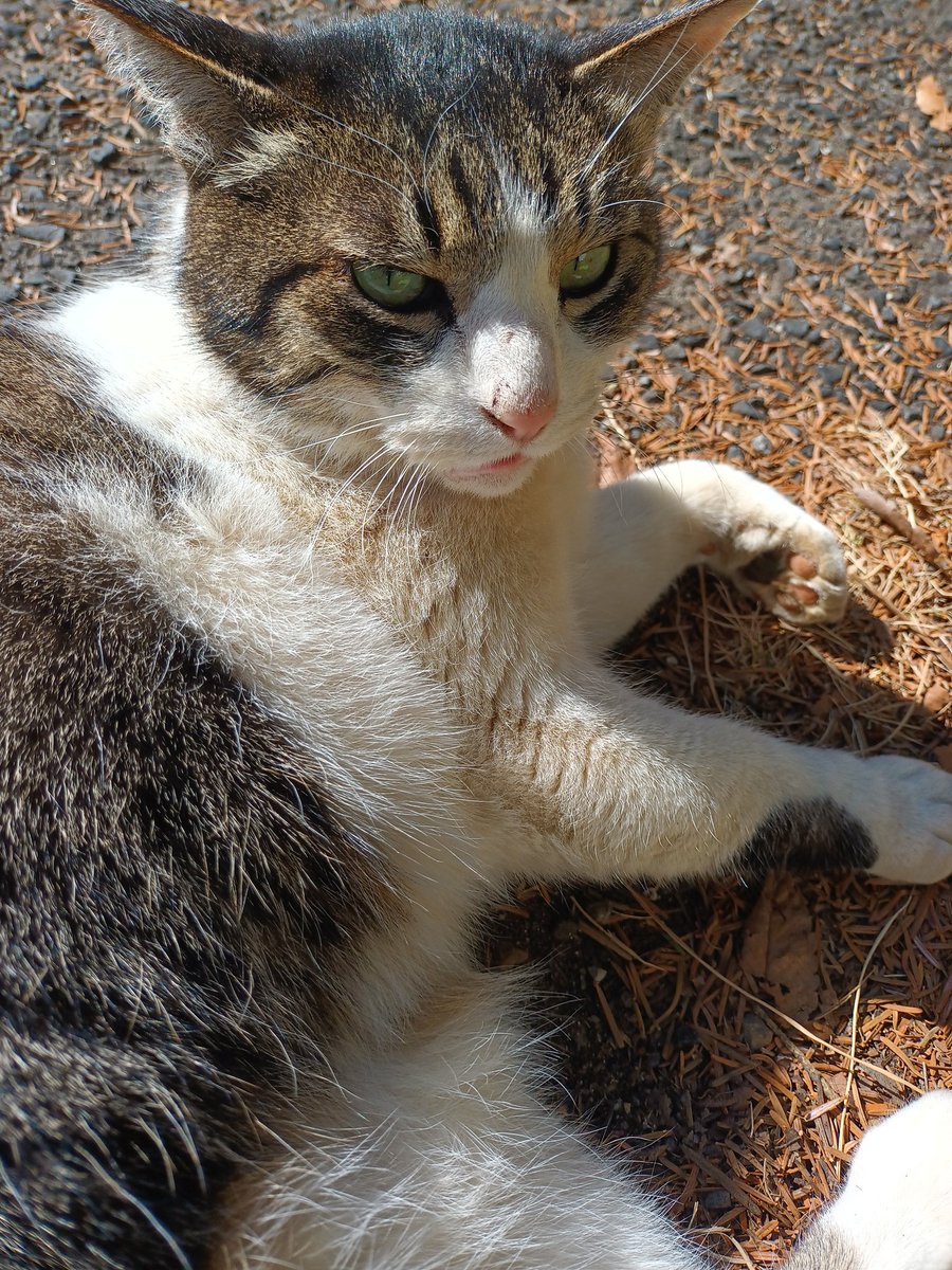 今日は猫の日にゃんですって！？