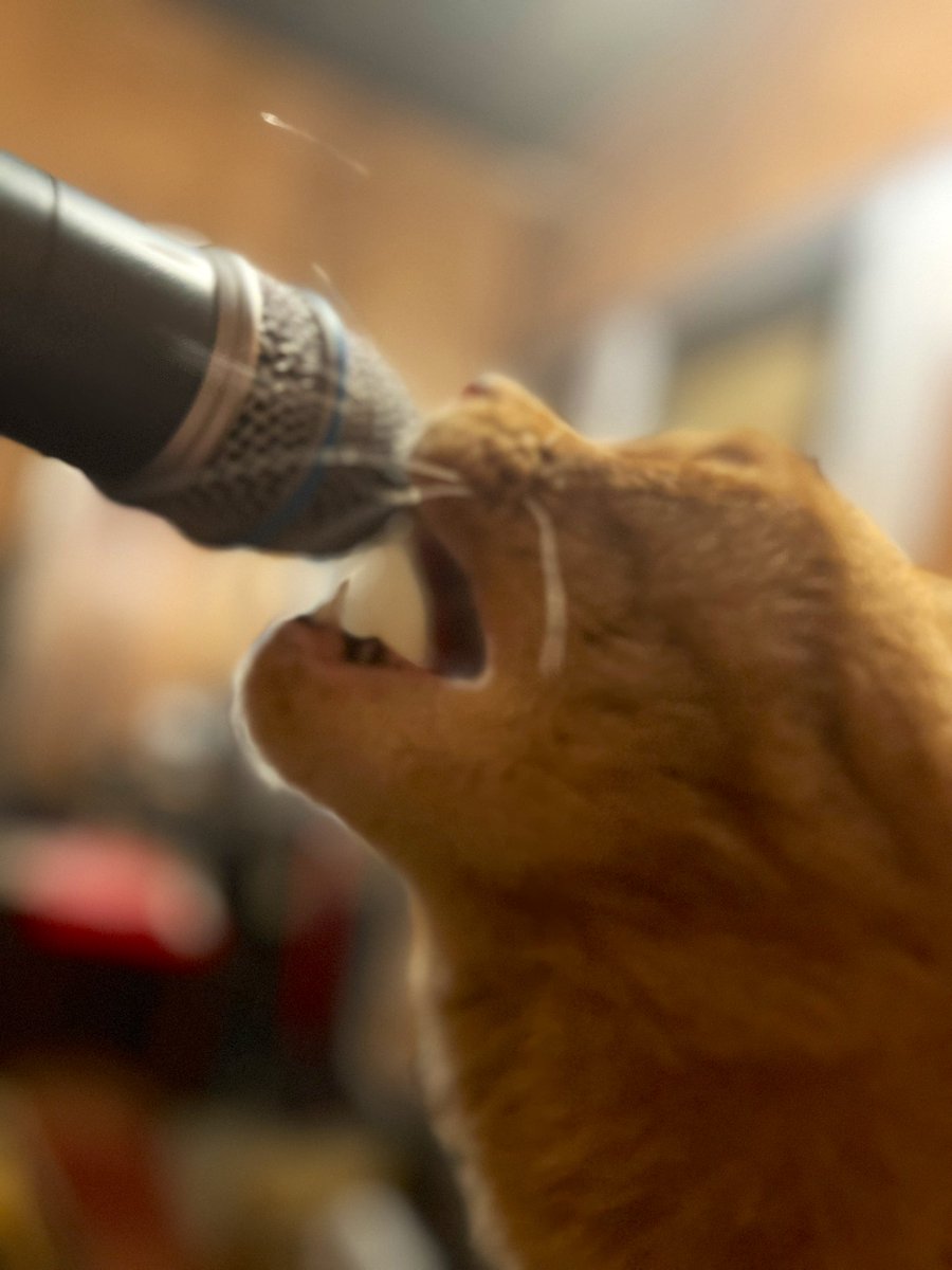 oldbridge_jp's tweet photo. 猫の日😸

#猫店長
#みかん
#ギターショップ
#オールドブリッジ https://t.co/taTdI5C4Ao