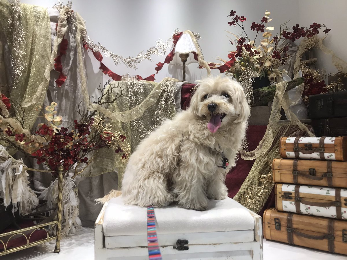 coco (@coco_n) / Posts / X