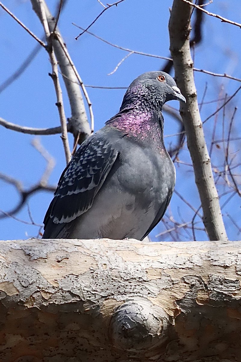 アンダーさん、ハトしかいませんでした💦 ㄟ(灬´ิө´ิ灬)ㄏ