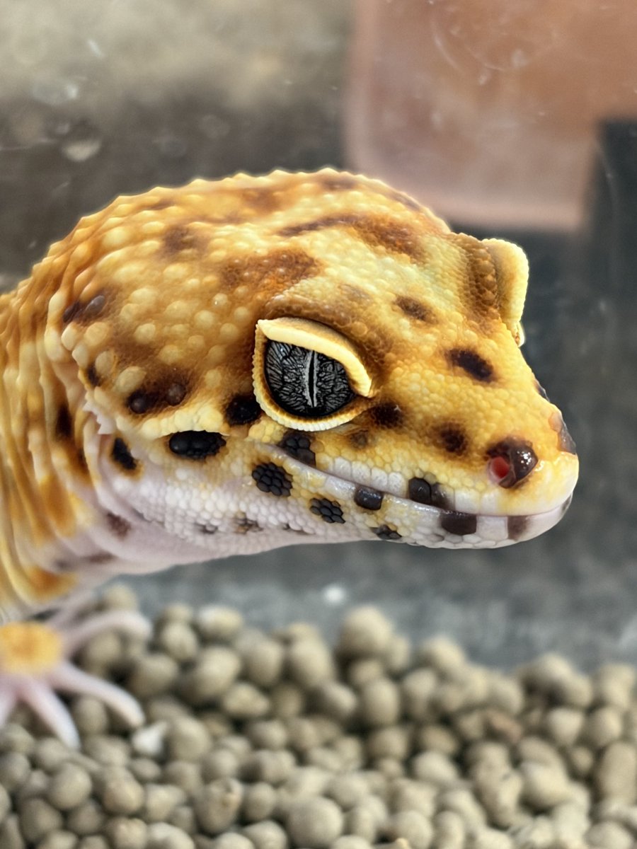 Dips_kasai's tweet photo. かわいい💕
#ヒョウモントカゲモドキ
#ニシアフリカトカゲモドキ

が、２月いっぱい20パーセントOFF実施中です。
この機会に是非ご来店ください❣️ https://t.co/h8PIFcUehe
