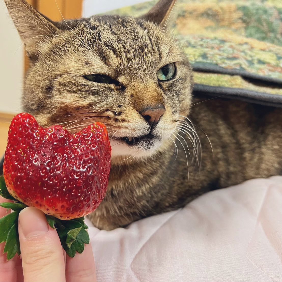 ✽ .* 素敵なキャンペーン 🐈🤍 いちごにキレてるうちのこ(左)と 最近