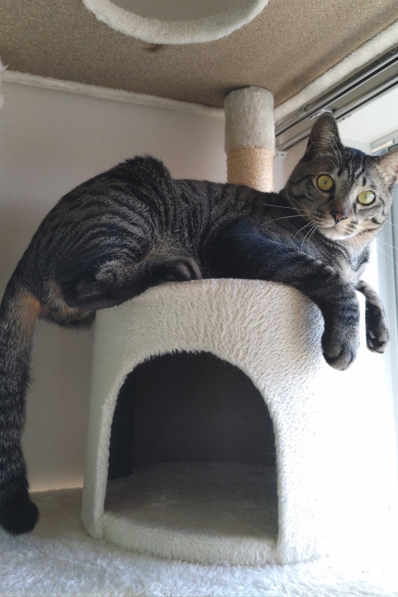 FosterCatLOUIS's tweet photo. 里親募集中（預かり猫）
ピータン
2才の男の子、デカい

お尻がはみ出してる

#保護猫　#里親募集中 https://t.co/Kh0KxyslJg