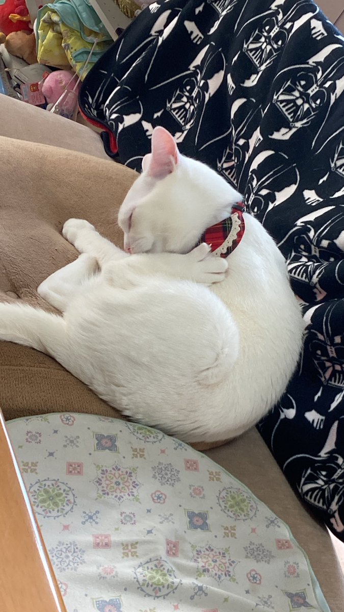 lulu(るる) (@lulu_0325_cat) / Posts / X