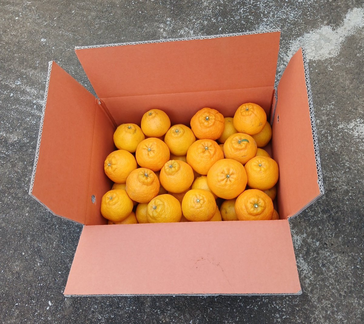 팝콘구름 tweet media