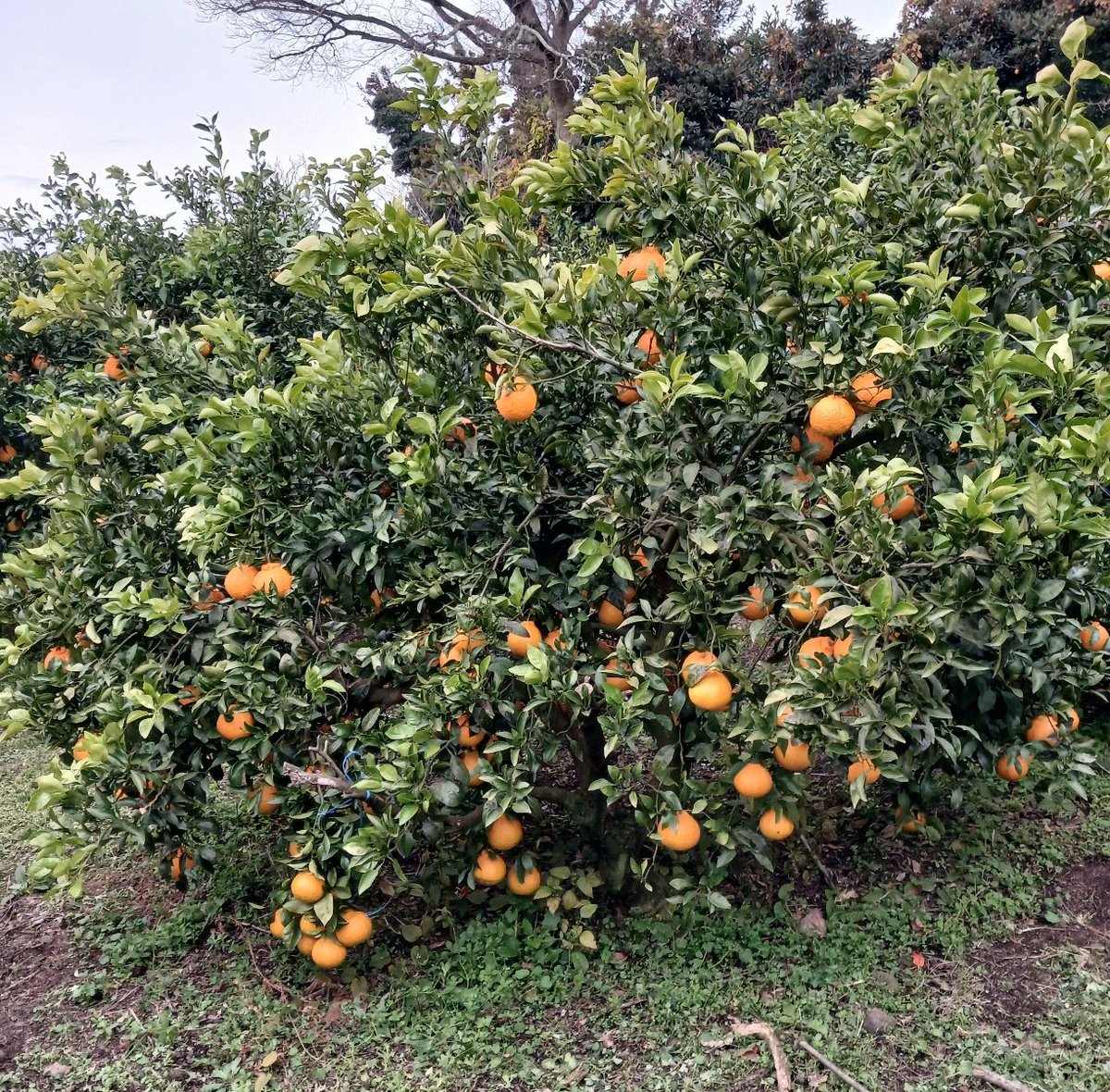 팝콘구름 tweet media