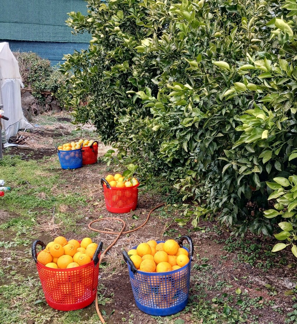 팝콘구름 tweet media