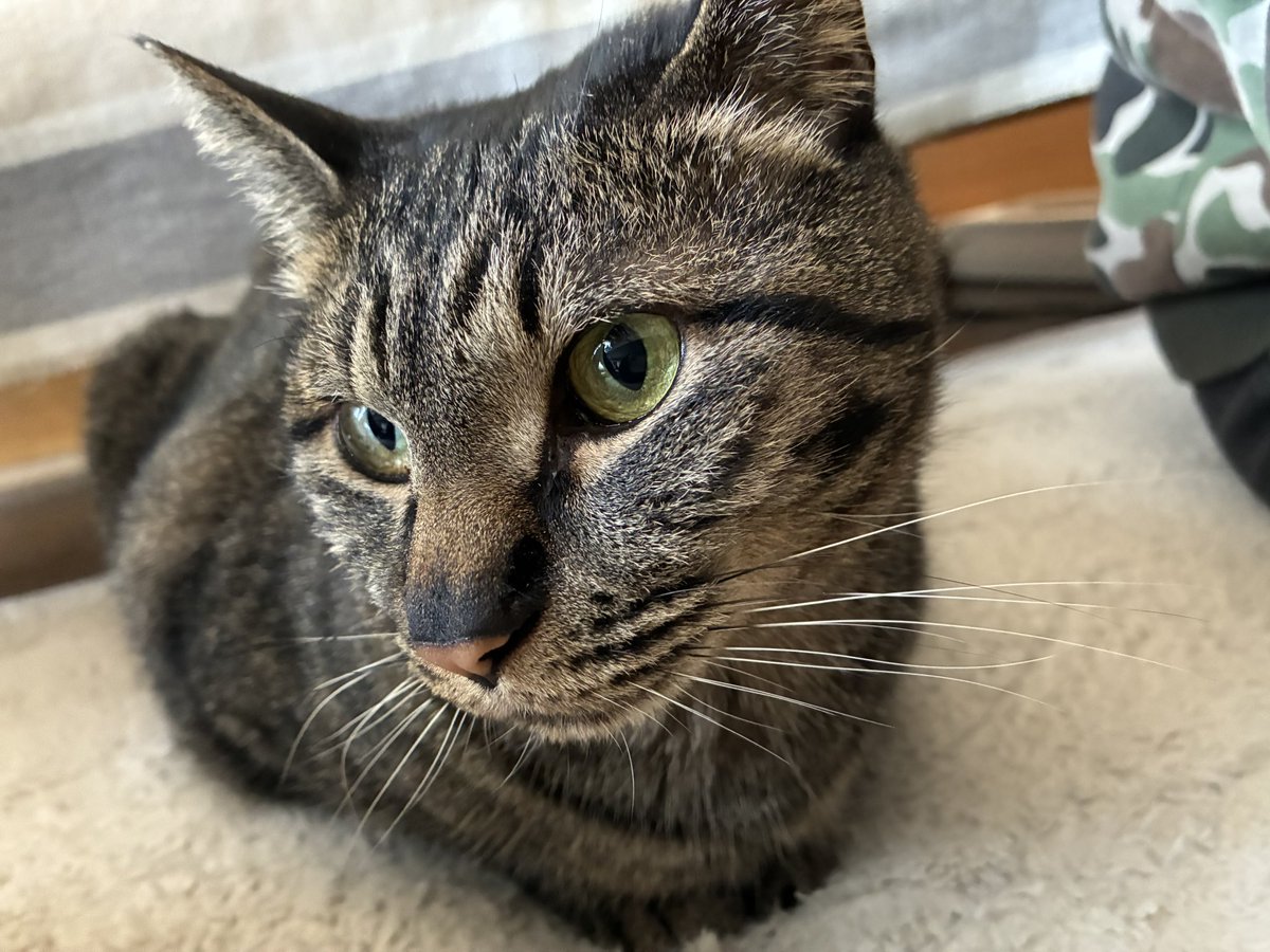 今日は猫の日。 みんなみんな、幸せに。 #ねこの日 #猫の日 #2月22日