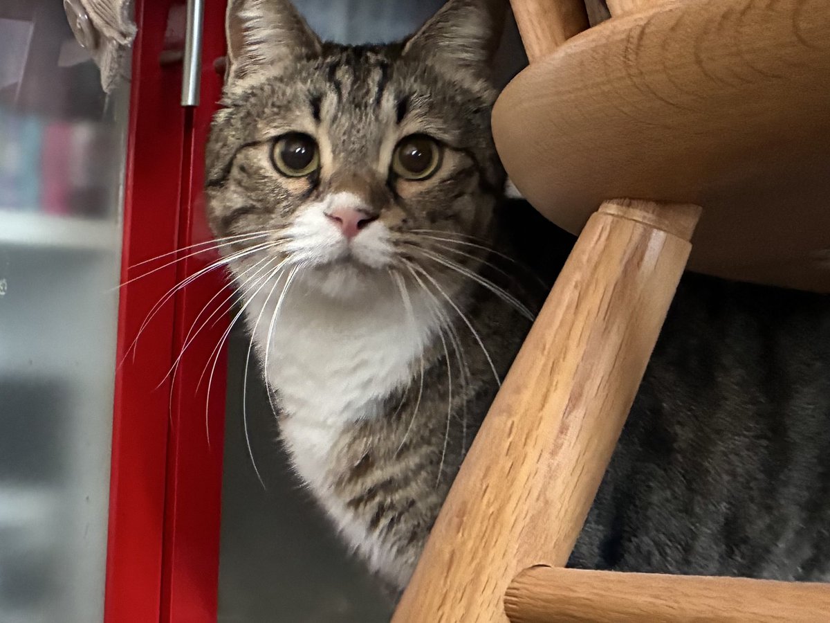 今日は猫の日。 みんなみんな、幸せに。 #ねこの日 #猫の日 #2月22日