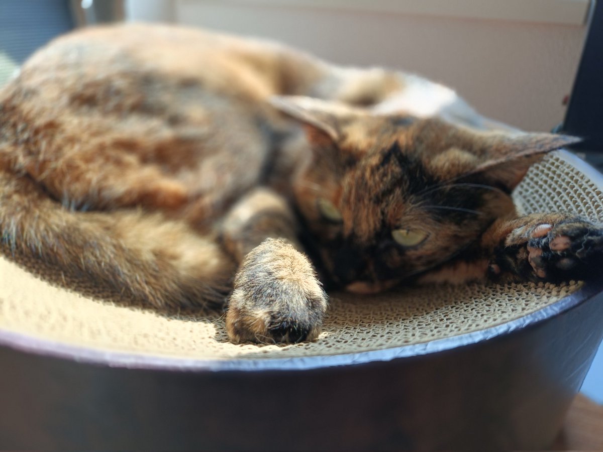 yadotanu's tweet photo. #猫の日
おひさまぬくぬくたぬちゃんです https://t.co/LKnuCVlpea