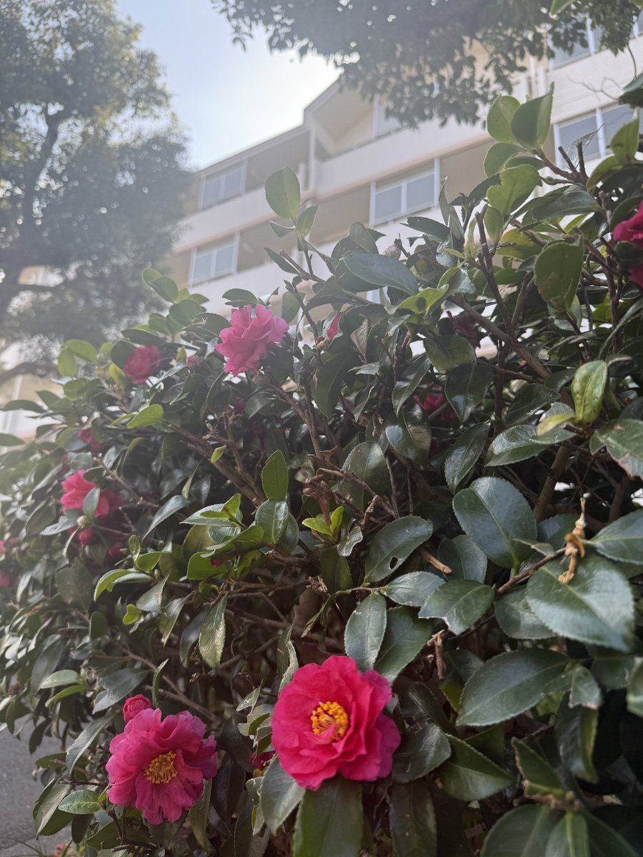 本日も朝から金森地域へ。

春のような陽気🌸

この度の市議選の5名全員当選を喜んでいただきました😊

このご恩は、仕事でお返ししてまいります‼️

午後は「第15回スポーツアワードまちだ」の表彰式典です。

#町田市議会公明党
#御礼