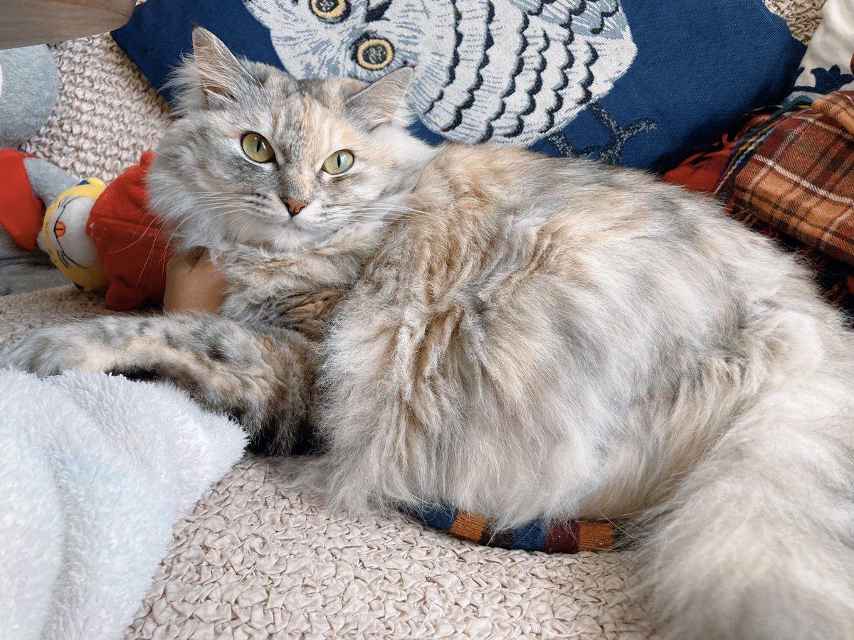 猫の日 なので、黒根さん〜の中に出てきた猫たちのモデルを紹介🐱‼️