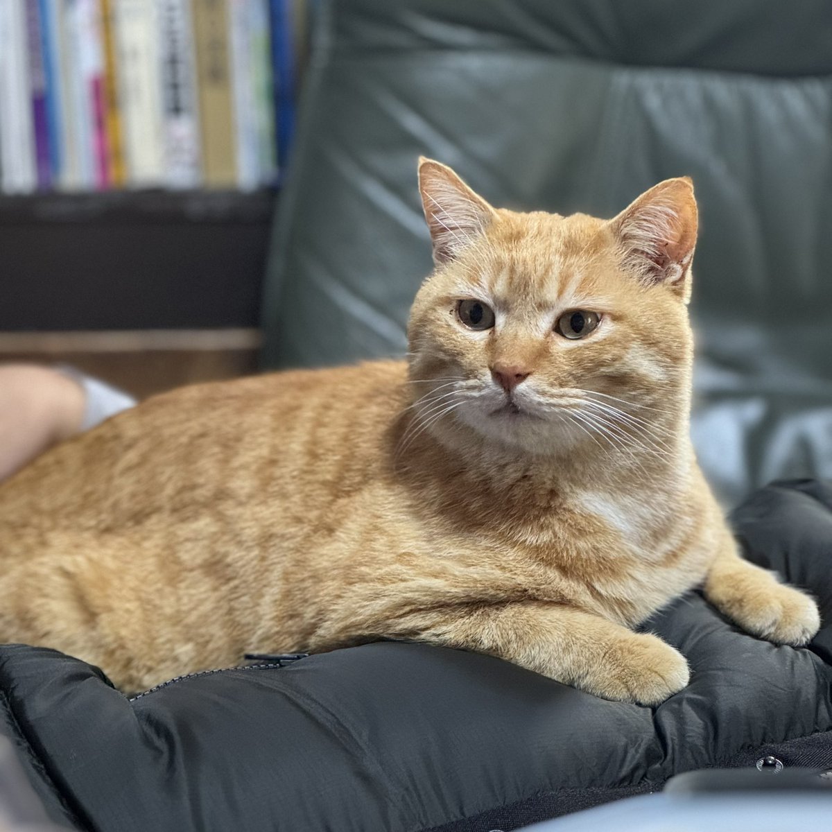 猫の日 なので、黒根さん〜の中に出てきた猫たちのモデルを紹介🐱‼️