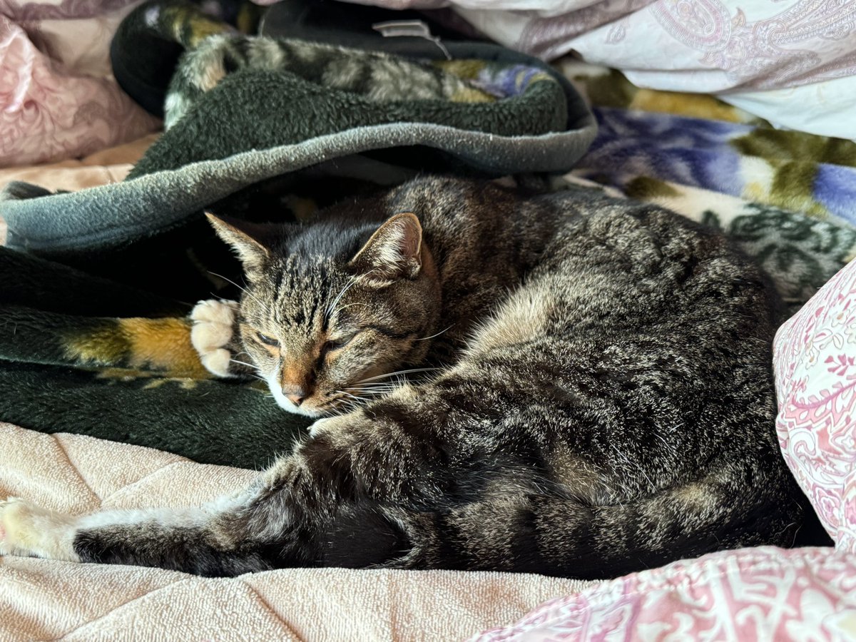 猫の日 なので、黒根さん〜の中に出てきた猫たちのモデルを紹介🐱‼️