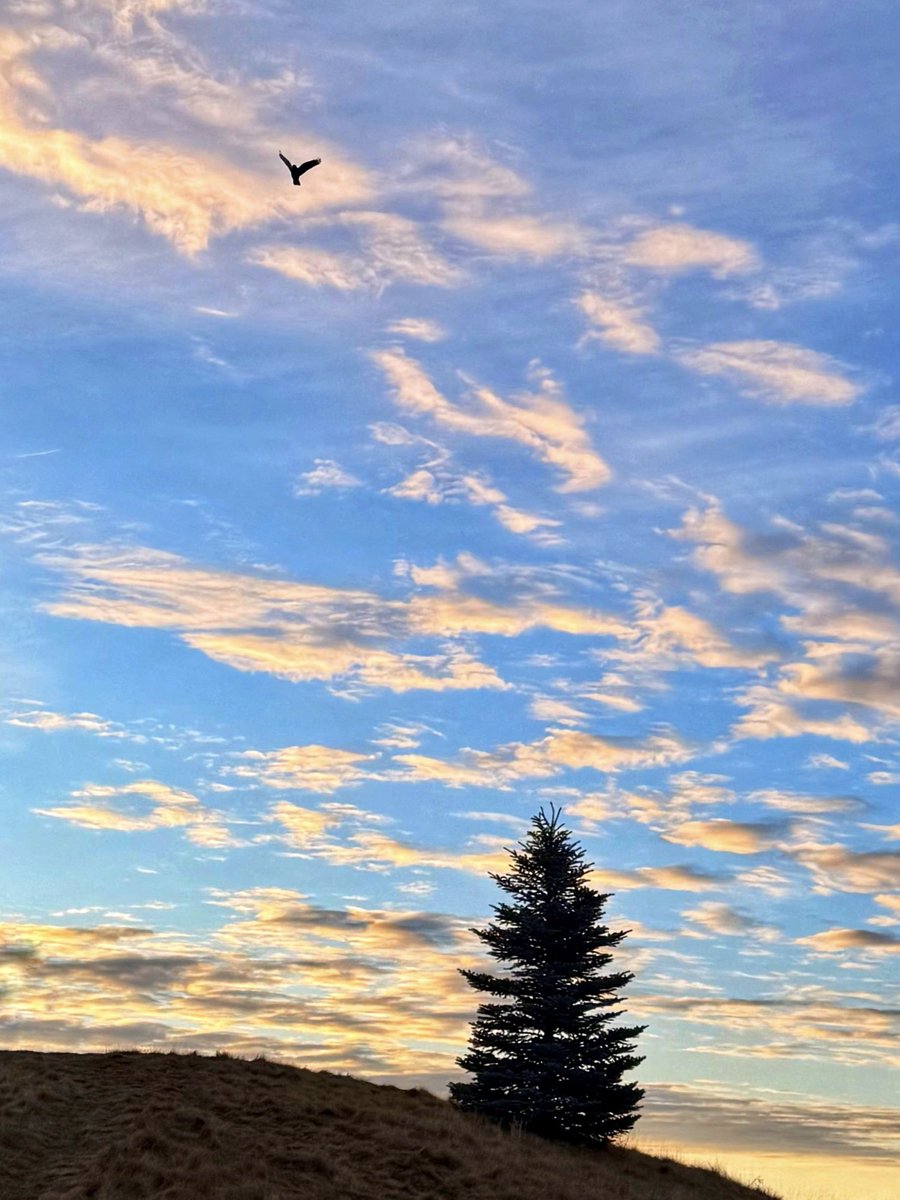 8ntmuch's tweet photo. The value of a single tree…
QP or share yours. https://t.co/JICD2MOjdJ