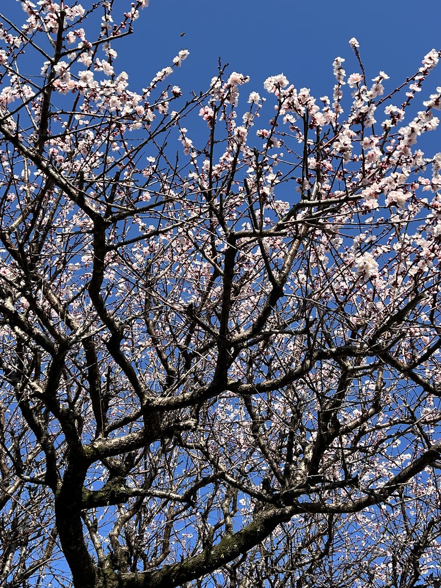 js_q5's tweet photo. 今年も、我が家の梅の花がが咲きました。
近所の方も、毎年楽しみにしていると言ってくださいます😊
歳を重ねるごとに、花の美しさに感動します。
咲き始めの初々しさから、花終わりの花吹雪まで、涙が出るほど感動してしまいます。

この感動を楽しみたいと思います。
毛虫が出るまではwww😱 https://t.co/bHMYknTSxL