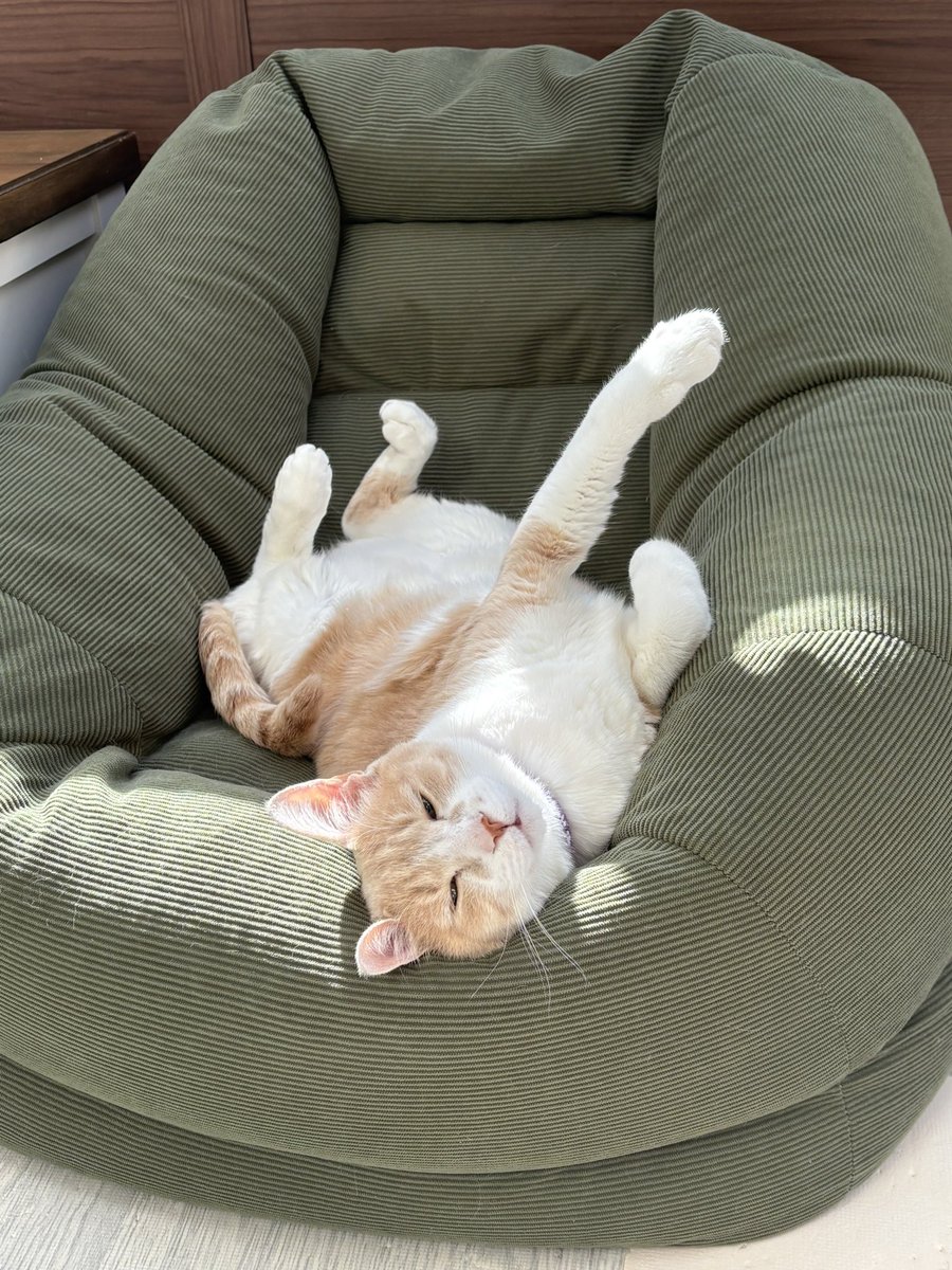 これもヘソ天になるのか？ 我が家のニャンコ🐈 #サクサクヒムヒム