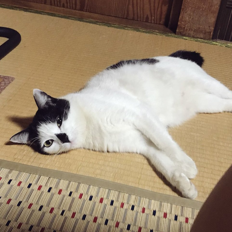 1枚目から アカ(ズーズー)・グラ(パフ)・テン(たまちゃん)・トート