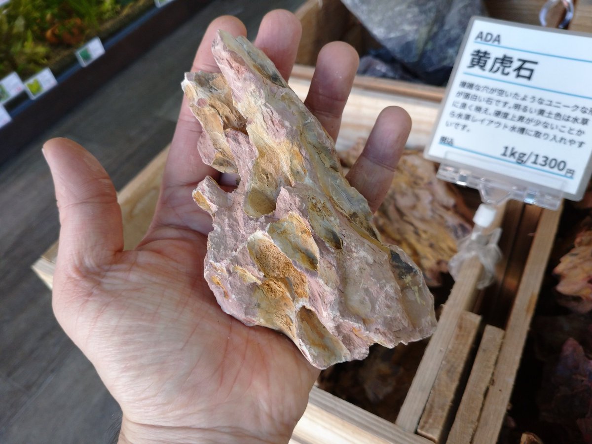 ADA黄虎石たっぷり補充しました！穴のあいたユニークな質感で人気が