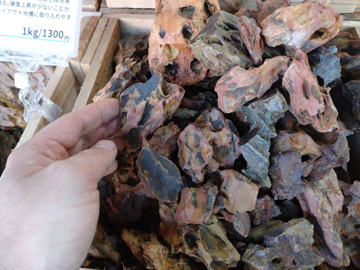 ADA黄虎石たっぷり補充しました！穴のあいたユニークな質感で人気が