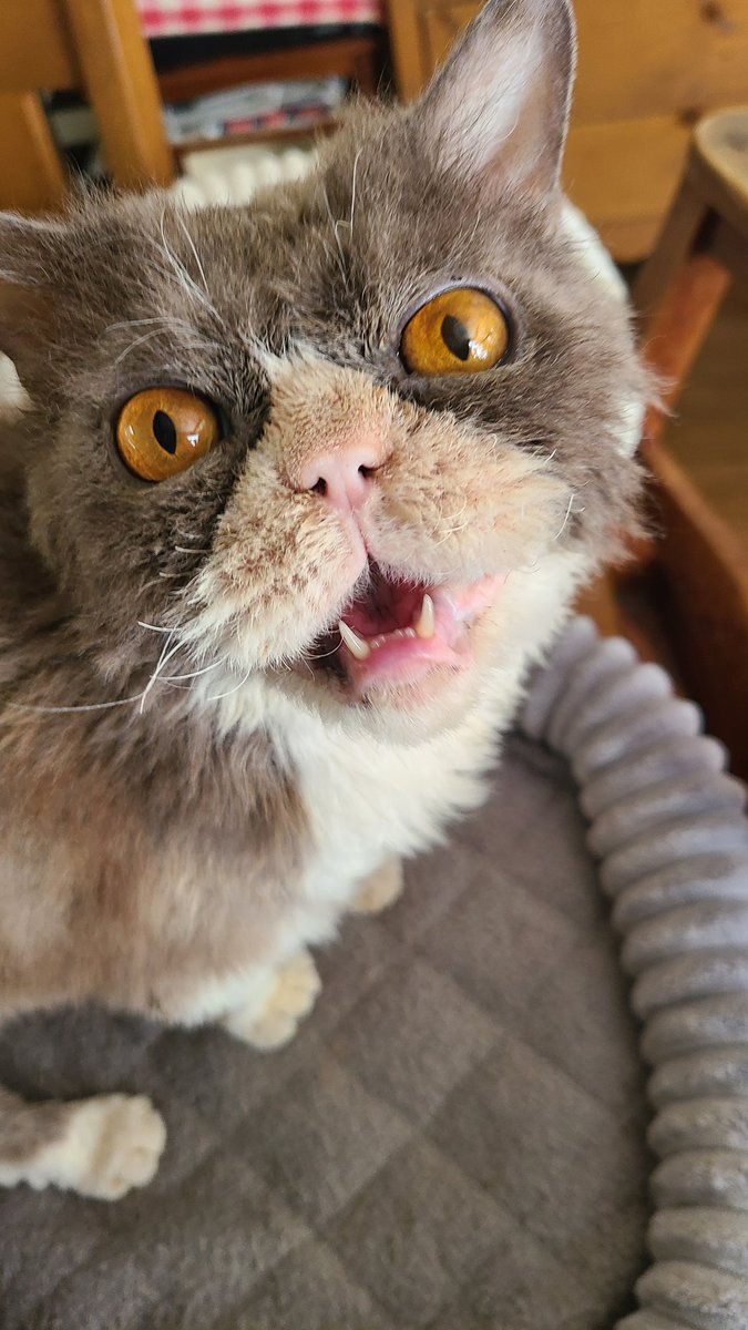 マナミ tweet media