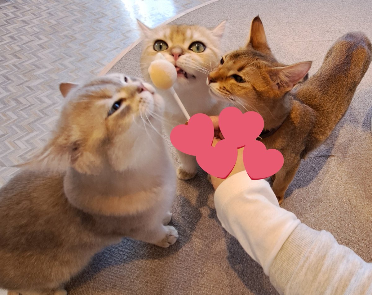 😸猫の日😻
アイスは齧らないでゆっくり舐めて欲しい～
新連載の猫谷店長は、来月から話売り開始、その後各電子配信サイト様から順次配信が始まる予定です
読んで貰えたら嬉しいです！